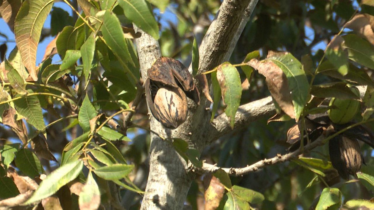 Suman derivados de la nuez pecán al Código&hellip;